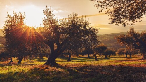 Agricultura ecológica sin herramientas frente a las plagas.jpg